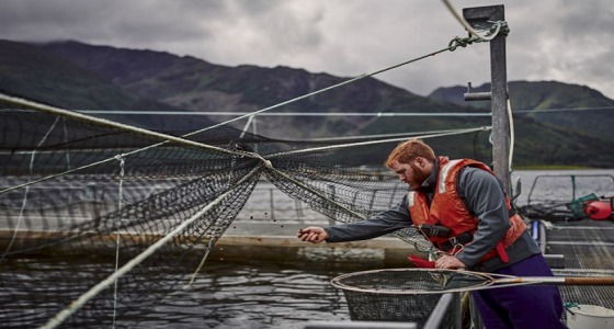 رؤية ولي العهد تحول المملكة لسوق مثالي لمربى الأسماك حول العالم