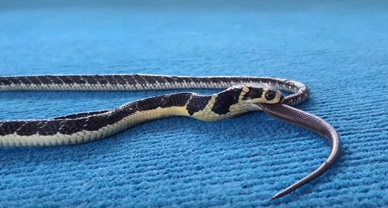 بالفيديو.. كوبرا ملكية تبتلع صغيرها حديث الولادة وتمضغه حتى النهاية