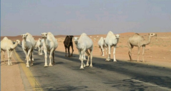 اصطدام مركبة بإبل سائبة في الطائف