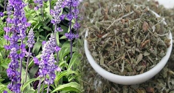 أبرزها علاج الالتهابات.. فوائد مذهلة للمرمية ولكنها سامة في حالة واحدة