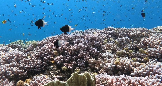بالصور.. &#8221; نيوم &#8221; تنفرد بالشعاب المرجانية الأهم في العالم