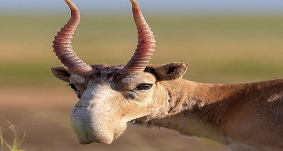 ” صور ” تبرز سلالة غريبة من الظباء بأنف طويل متدلاة