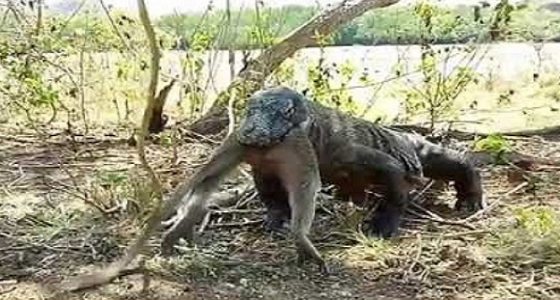 عودة عصر الديناصورات..فيديو مروع لتنين ” كومودو ” يبتلع قرد ضخم على قيد الحياة