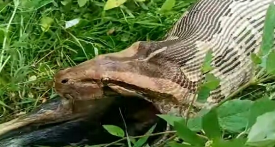 بالفيديو.. ثعبان ضخم يقذف كلبًا كاملا من فمه