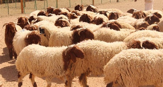 تحديد 3 مواقع ثابتة لبيع الأضاحي في الرياض