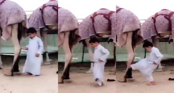 شاهد رد فعل مروع لـ ” ناقة ” استفزها طفل