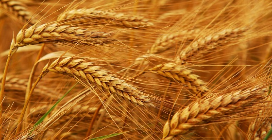 روسيا تحصل على إذن تصدير القمح إلى المملكة