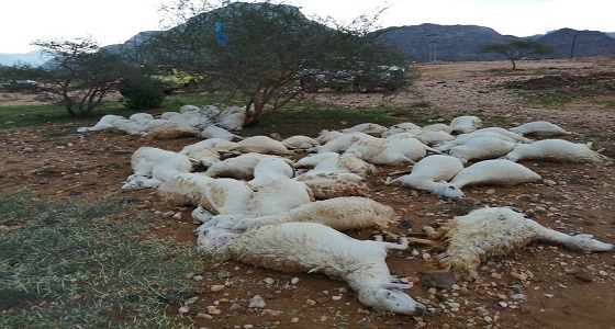 مقتل 61 رأسًا من الضأن بـ ” صلبة بارق ” بسبب صاعقة رعدية