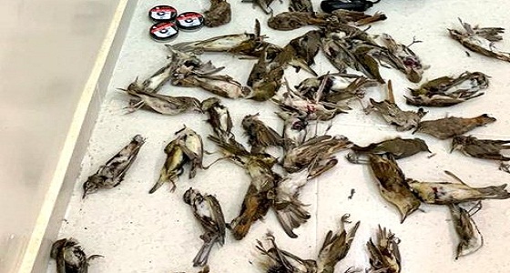 ضبط شخص بحوزته 54 طائرًا مصيد بمحمية التيسية