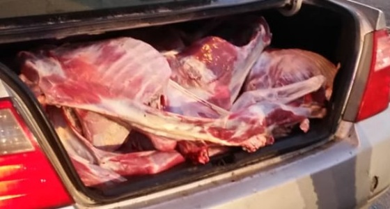 بالصور.. ضبط سيارات تنقل اللحوم بطريقة مخالفة في مكة