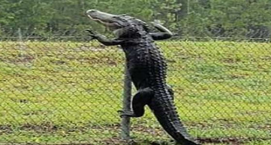 بالفيديو.. تمساح يتسلق سياج قاعدة عسكرية