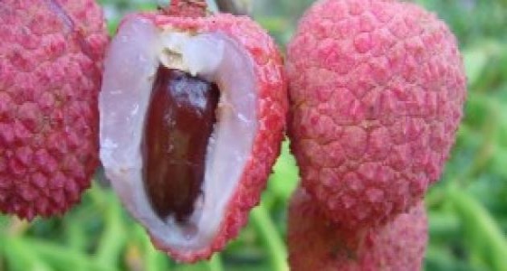 ” الليتشي ” .. فوائد مذهلة لصحة الإنسان