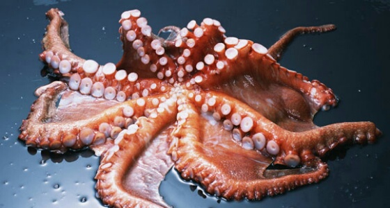 وفاة ” مسن ” اختناقا إثر تناوله أخطبوطا حيا