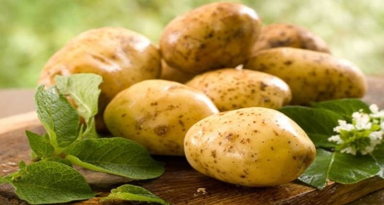 ” البطاطس ” تحمي العظام وتخفض خطر الإصابة بالسرطان