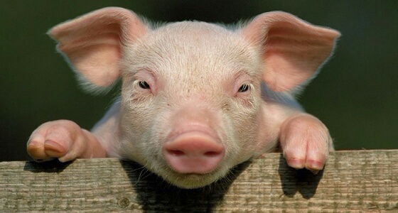 إجراء تجارب لإمكانية زراعة قلوب وكلى الخنازير بأجساد البشر