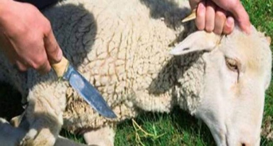 حماية المستهلك توضح السن المعتبرة للأضحية