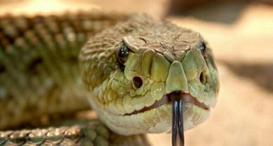 حظر على سكان مدينة لمدة أسبوع بسبب أفعى قاتلة 