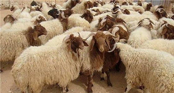 أمور يجب على المربي فعلها للحد من انتشار الأمراض بين الماشية