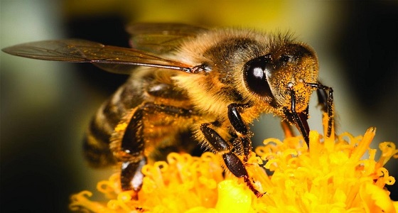 طريقة جديدة لعلاج الأمراض بـ &#8221; رفرفة أجنحة النحل &#8220;