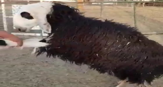 بالفيديو.. إحدى طرق الغش في أسواق الأغنام عند بيع الأضاحي