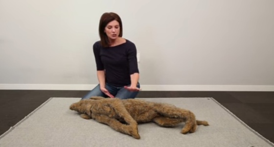 بالفيديو.. ” النمر ” يوضح كيفية إنعاش قلب الحيوانات