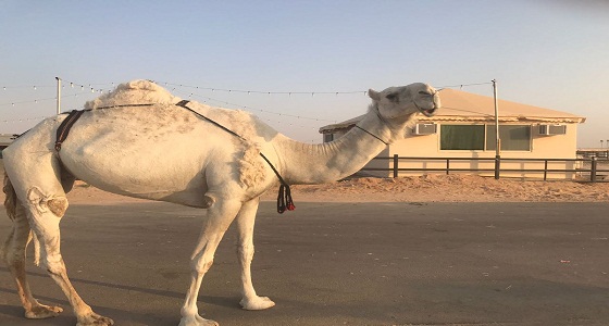أمير القصيم يوافق على إقامة مزاد للإبل في ضرية