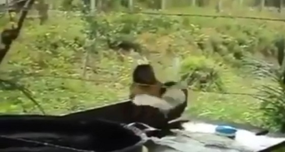 بالفيديو.. قرد يقلد غسيل الملابس بيديه كالإنسان 