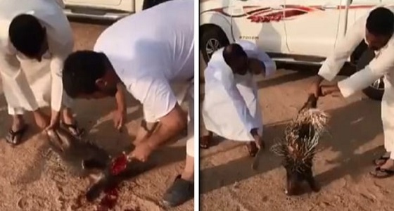 بالفيديو.. شابان يتفاخران بذبح حيوان النيص بعد اصطياده