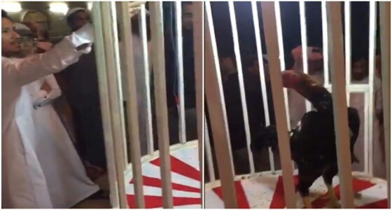 بالفيديو.. مزاد علني لبيع ” ديك ” يصل سعره  لـ 10 آلاف ريال