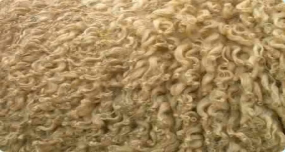 احذري.. ” فراء ” الخروف تسبب مشكلات صحية لطفلك