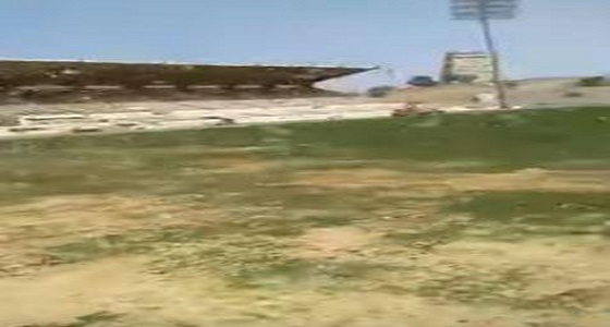 بالفيديو.. هجوم كميات كبيرة من الجراد على ملعب المحالة في أبها