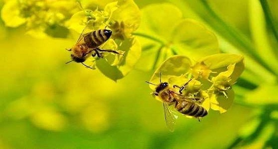 طريقة جديدة لعلاج آلام الظهر باستخدام النحل