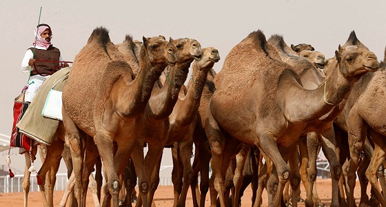 منع تواجد الإبل خارج المجزرة والحراج في ” الخضراء والشرائع