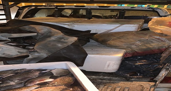 بالصور..  مصادرة 300 كيلو سمك فاسد برابغ