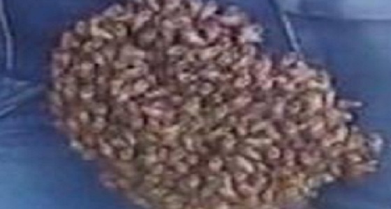 سرب نحل يهاجم شاب ويستقر على مؤخرته