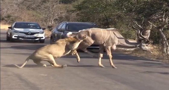 بالفيديو.. مشهد مرعب لأسد يفترس ظبي وسط عدد من السياح