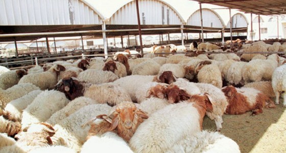 أمانة الرياض: موقع الأضاحي يتيح لك تسهيلات كثيرة