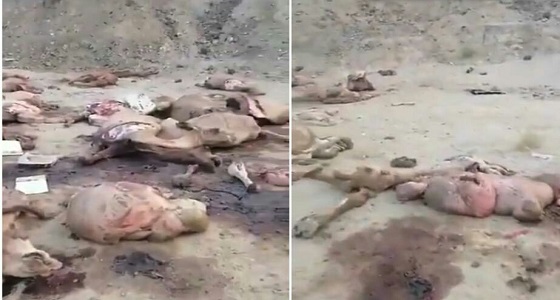 بالفيديو.. لحظة ذبح قطيع من الإبل بطريقة غير شرعية في مكة 