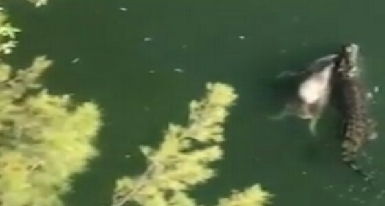 بالفيديو.. تمساح ضخم يسبح ببقرة كبيرة في فمه