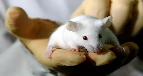 دراسة جديدة : الفئران تستمتع بلعبة &#8221; الغميضة &#8221; مع الإنسان