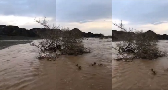 شاهد.. سيول الفراشة جنوب العشيرة بالمدينة المنورة
