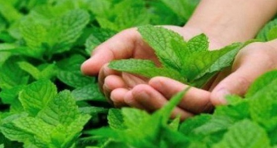 أبرزهم التخلص من حب الشباب.. فوائد النعناع للبشرة