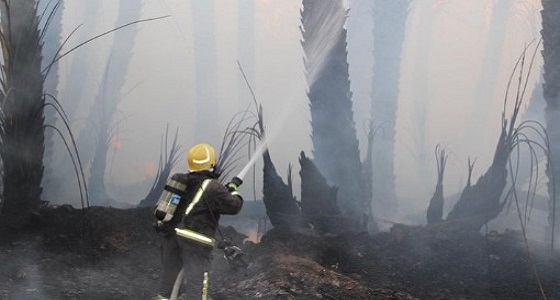 بالصور.. اندلاع حريق بـ4 مزارع بسكاكا