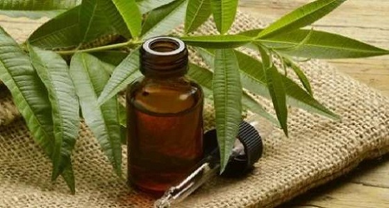 فوائد عديدة لزيت شجرة الشاي أبرزها علاج حب الشباب