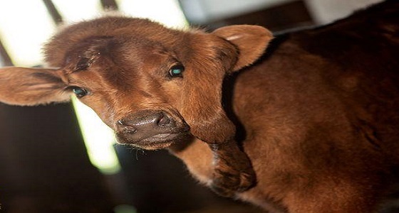 ولادة نادرة لعجل بساق خامسة تتدلى من رأسه