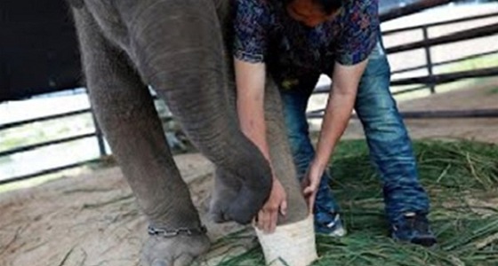 بالفيديو.. حديقة حيوانات تعوض الفيلة المصابة بأطراف صناعية