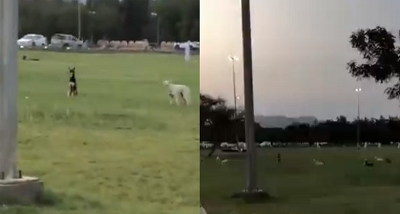 الكلاب الضالة تثيره ذعر الأسر والأطفال في منتزه بنجران (فيديو)