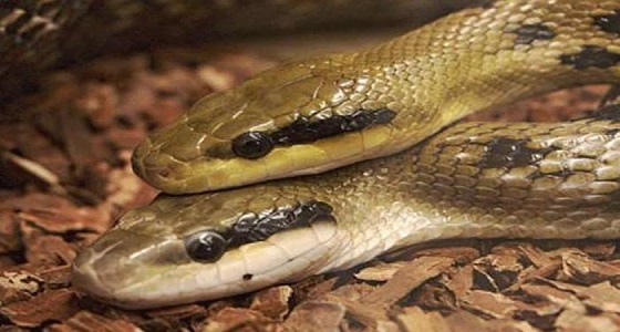 نهاية مؤلمة لامرأة أزعجت زوج أفاعي أثناء إتصالهما جنسيا على سريرها