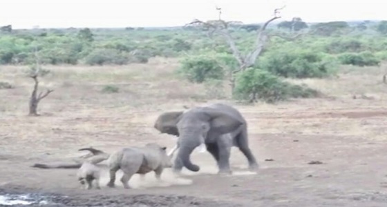 بالفيديو.. مصارعة شرسة بين فيل ووحيد قرن في جنوب أفريقيا 