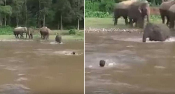 بالفيديو.. ردة فعل مفاجئة لـ ” فيل ” شاهد رجلا يغرق